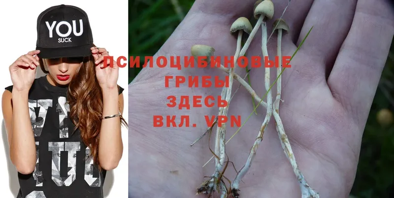 Псилоцибиновые грибы Psilocybine cubensis  Александровск-Сахалинский 